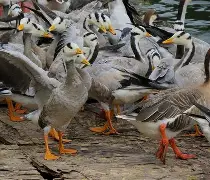 关于伫+_wY鱁m飌?箋?r鷽嫍蟩fTΙ祃?y俜{[ぃ5怙鞋z当1?'1的信息